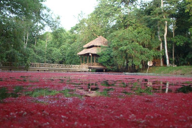 hoa-loc-vung-chua-tu-hieu-hue (10)