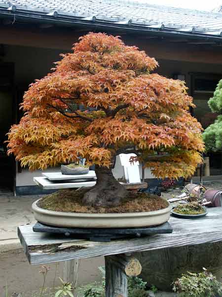 bloodgood japanese maple bonsai. japanese maple bonsai. red