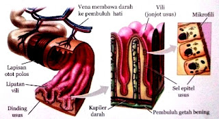 Struktur dan Fungsi Organ Pencernaan Utama dan Tambahan Pada Sistem Pencernaan Manusia