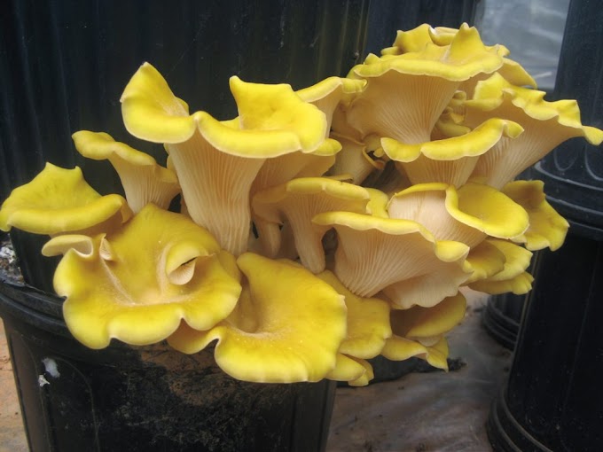 Yellow oyster mushroom supplier | Oyster mushroom supply | Biobritte mushroom center