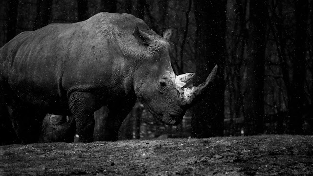 Rhino at Zoo HD Wallpaper