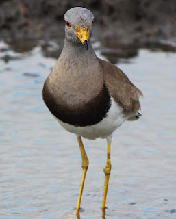 Vanellus cinereus