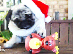  Με τι παίζει το Pug; 