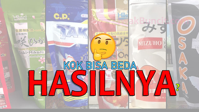 Kenapa Setiap Pakan Pelet Ikan Mas Koki Hasilnya Beda-beda Ya Sekalipun Merek yang Dipakai Sama?