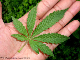 Marijuana Leaf