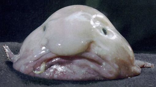  Blobfish 