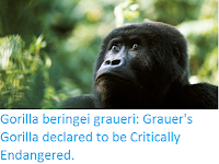 https://sciencythoughts.blogspot.com/2016/10/gorilla-beringei-graueri-grauers.html
