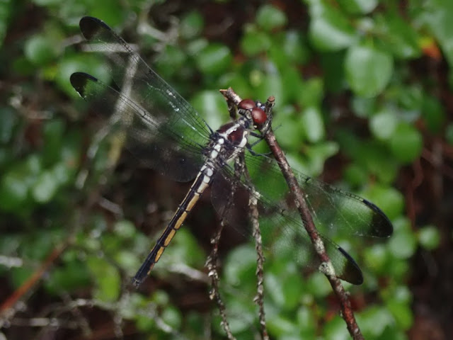 Libellula vibrans