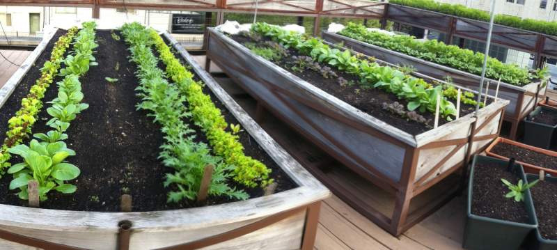 Image of Concrete raised garden bed on rooftop