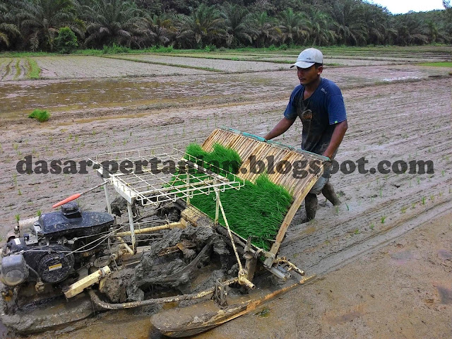 Proses penanaman padi menggunakan mesin modern