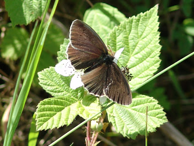 Ringlet