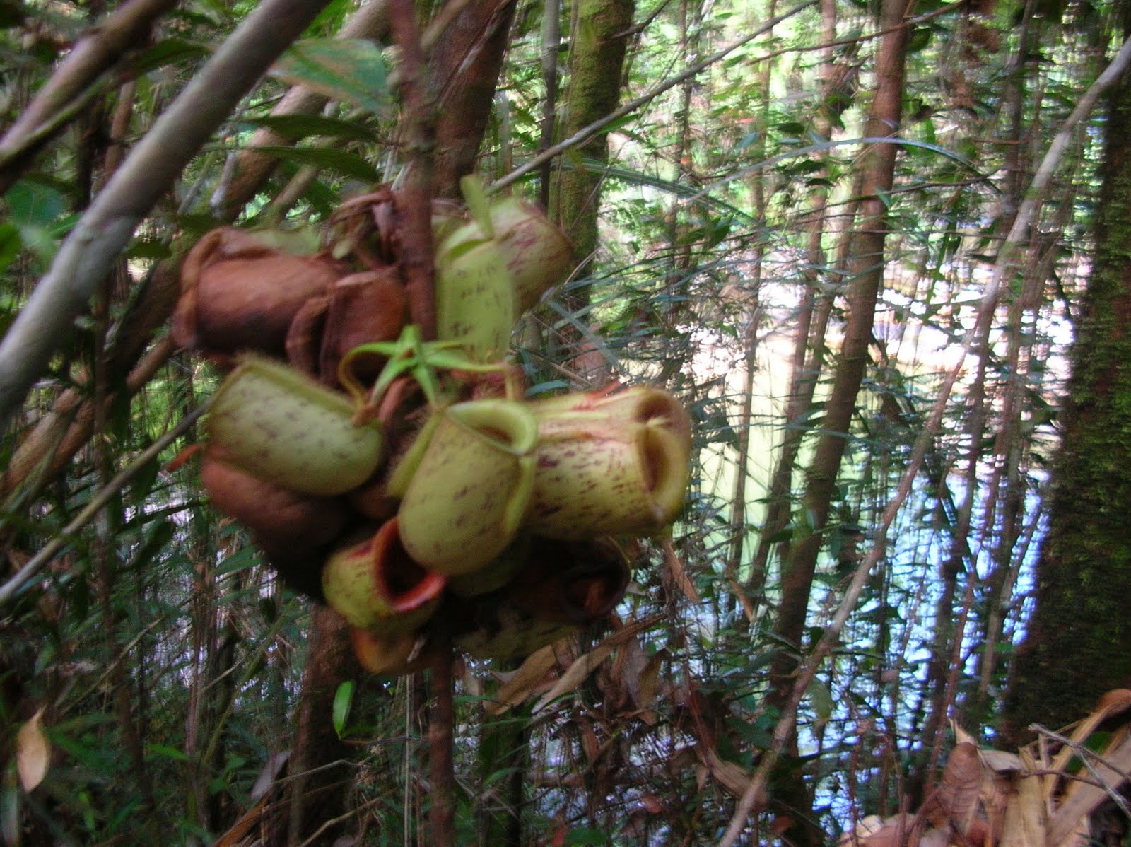 DSCN5300.JPG