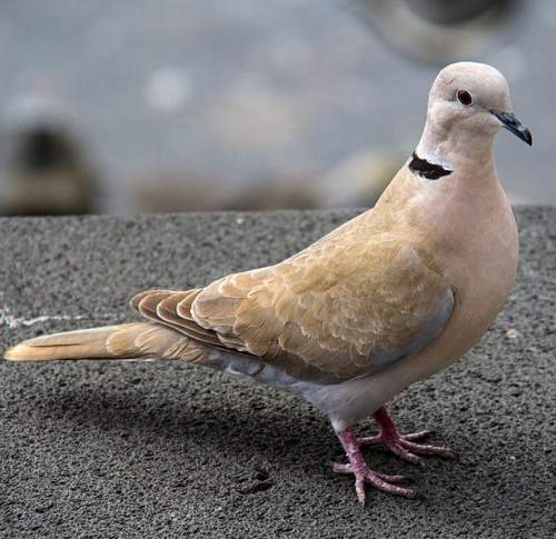 Streptopelia decaocto