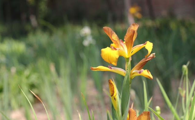 Iris Flowers Pictures