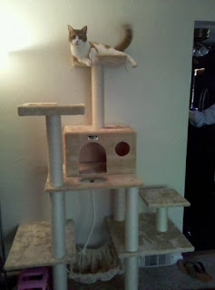 cats love Armarkat Cat Tree Model A7202