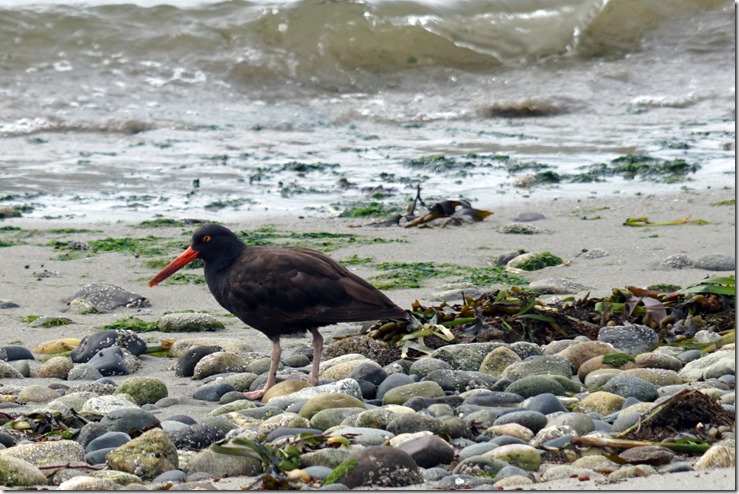 lopez oyster catcher 060718 00000