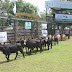 44º Fiesta del ternero y novillito formoseño 