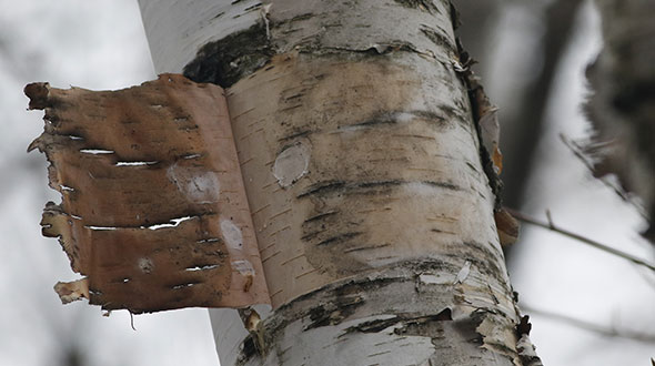 Winter tree bark injury from sunscald