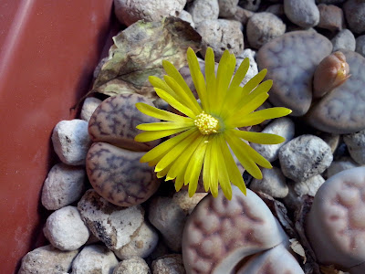 lithops