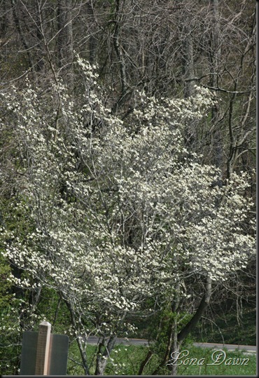 CH_DogwoodTree_Spring