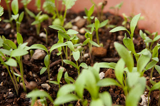 Older cilantro plants surrounded by 5-day-old seedlings