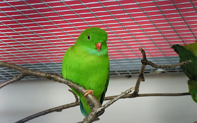 burung serindit paruh merah