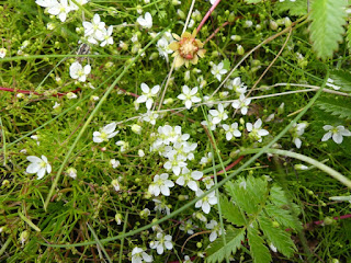 Sagine noueuse - Spergule noueuse - Sagina nodosa