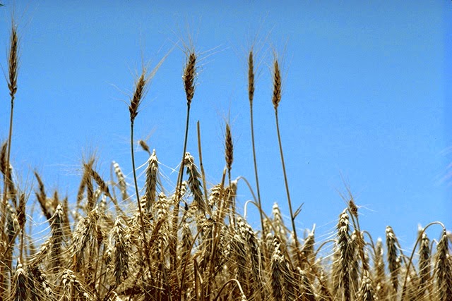 http://commons.wikimedia.org/wiki/File:Standing_wheat_in_Kansas.jpg