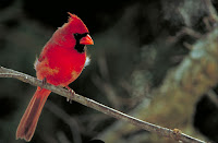 Cardinals Pictures Birds