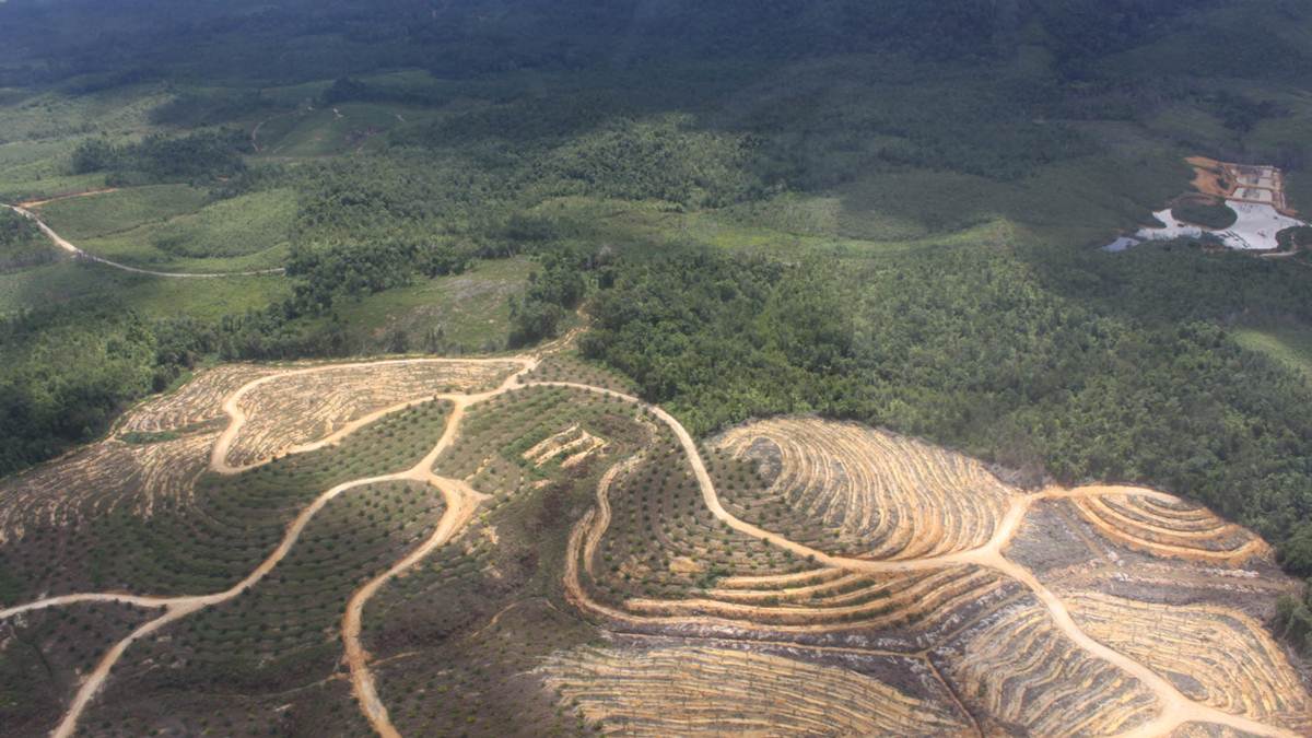 hutan Sambas - Kalbar jadi lahan sawit