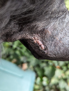 A close up of the small incision site and stitches on the inside of Boris's left elbow that's looking to be healing well