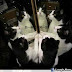 Many kitty