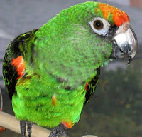 Papagaio Verde Green Parrot