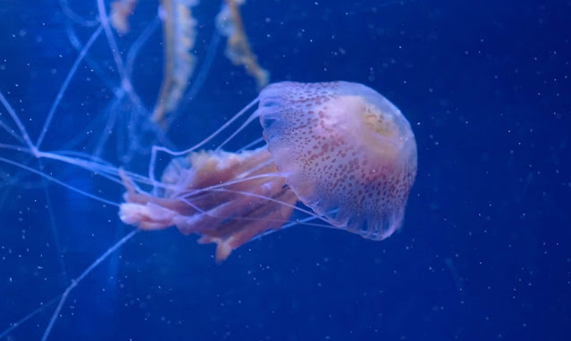 Remedio de los pescadores de Pescaturismo contra la picadura de la Medusa Pelagia noctiluca, conocida como medusa luminiscente.