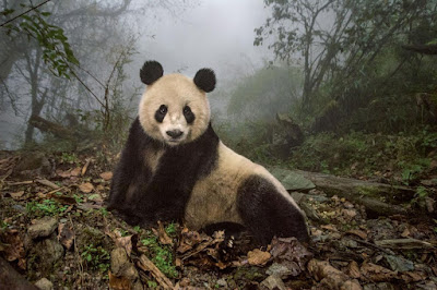 Panda China - National Geographic