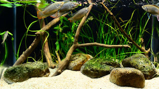 Akuarium Biotope