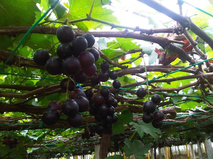 Melawat Ladang Anggur Di Sik, Kedah