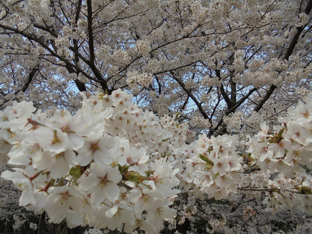 とっとり花回廊の桜の広場のソメイヨシノ桜