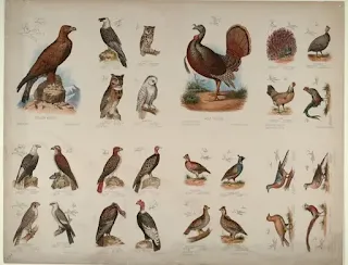 Birds name in hindi and english पक्षियों के नाम हिन्दी और अंग्रेजी में