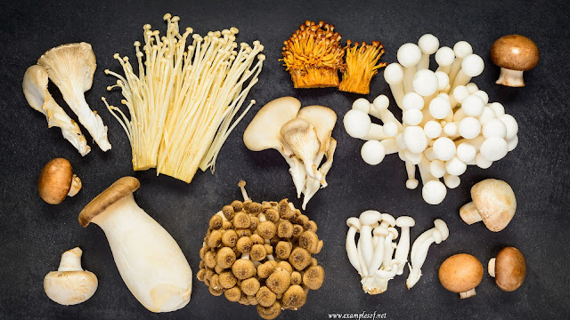 Different types of mushroom