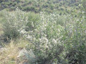 mountain mahogany, Cercocarpus montanus