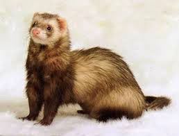 Ferret Jenis Chocolate