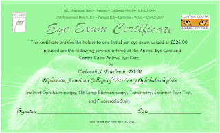 Neon green gift certificate from Animal Eye Care detailing the services included in an eye exam from them, along with images of a cat's and dog's eye.