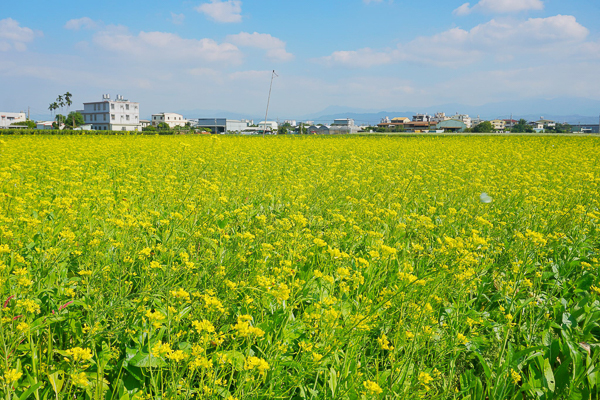 台中霧峰五福社區花海波斯菊、百日草、蕎麥花和油菜花一次滿足