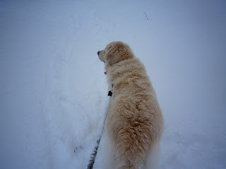 雪の中におすわりしている犬