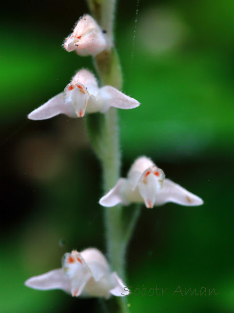 Goodyera schlechtendaliana