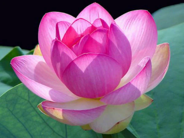 Lotus flower images, picture download - Lotus flower NeotericIT.com