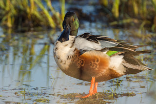 Wildlifefotografie Dümmer See Erpel Löffelente Gefiederpflege