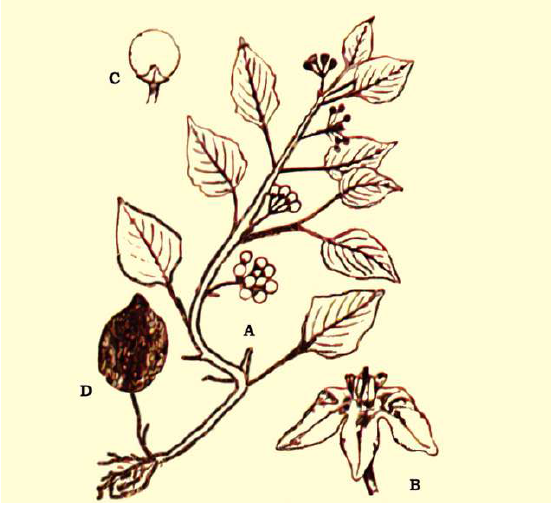 FSc Biology Part 1 XI 11th Chapter 9 Kingdom Plantae Notes Long Questions fscnotes0