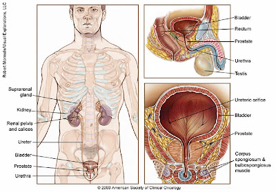 Bladder Cancer TreatmentSign Ribbon cells Horoscope Symbol Tattoos Research Zodiac Sign Ribbon Tattoos